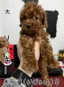 トイプードル(トイ)【茨城県・女の子・2021年12月4日・レッド】の写真1