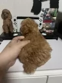 タイニープードル【茨城県・女の子・2024年4月19日・アプリコット】の写真3