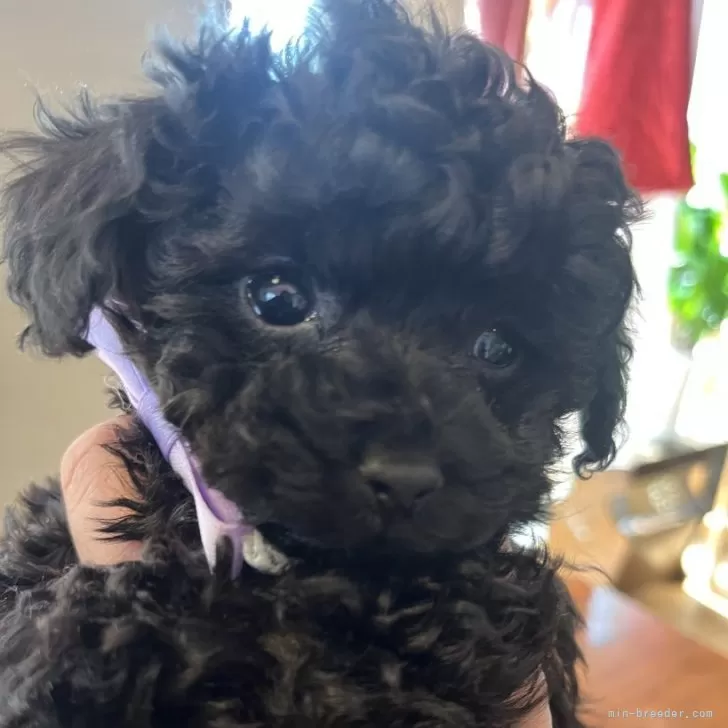 ID：2502-04530の子犬