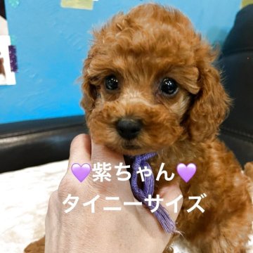 タイニープードル【栃木県・女の子・2025年6月30日・レッド】の写真「おっとりさんです！」