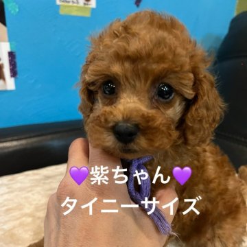 トイプードル(タイニー)【栃木県・女の子・2025年6月30日・レッド色】の写真「兄妹の中で1番おっとりさんです。観察力ある子です。」