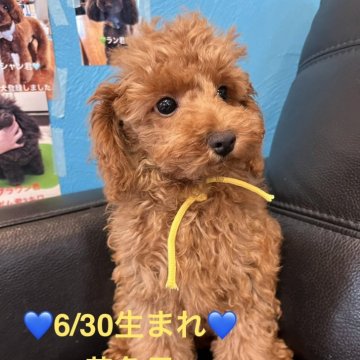 タイニープードル【栃木県・男の子・2025年6月30日・アプリコット】の写真「男の子なのに少し女の子に押され気味なタイプかな」
