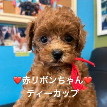 ティーカッププードル【栃木県・女の子・2025年6月30日・レッド】の写真「ちっちゃくておもちゃみたいに動いて元気です。」