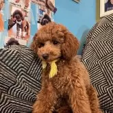 トイプードル(トイ)