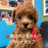 ティーカッププードル