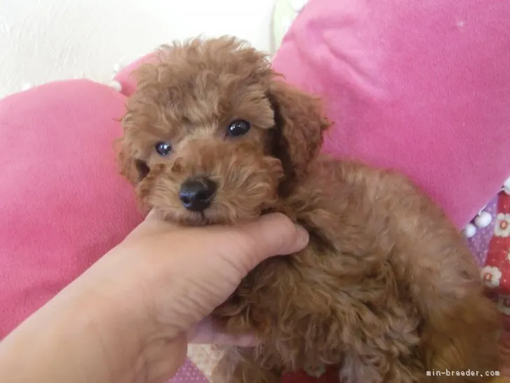 ID:1802-01483の子犬