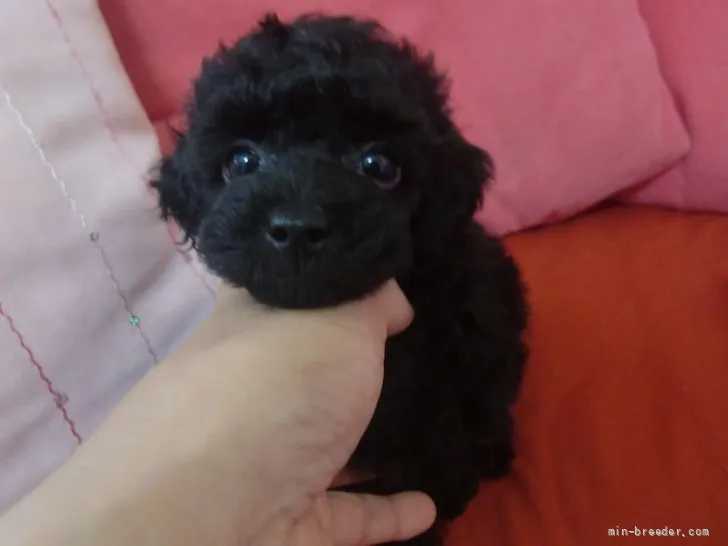 ID:2109-00155の子犬