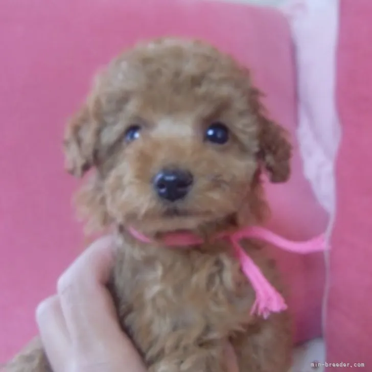 ID:2306-02581の子犬