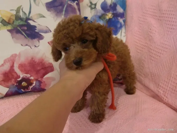 ID：1806-01711の子犬
