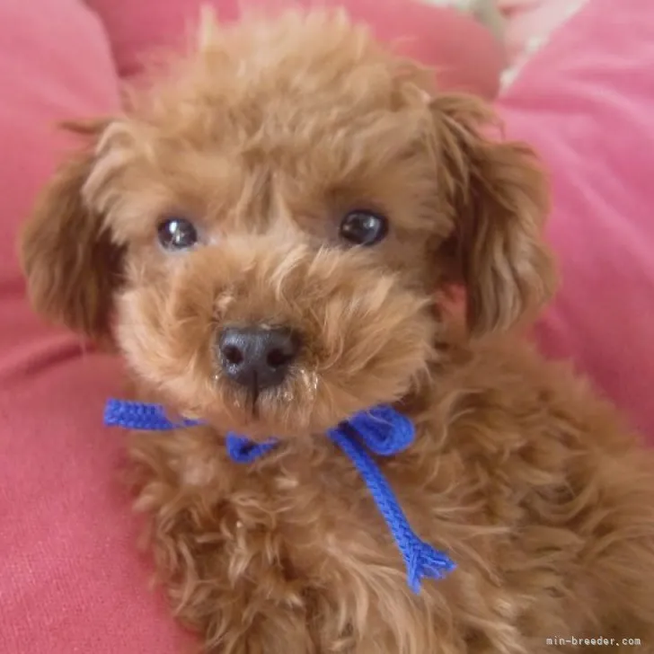 ID:2309-05623の子犬