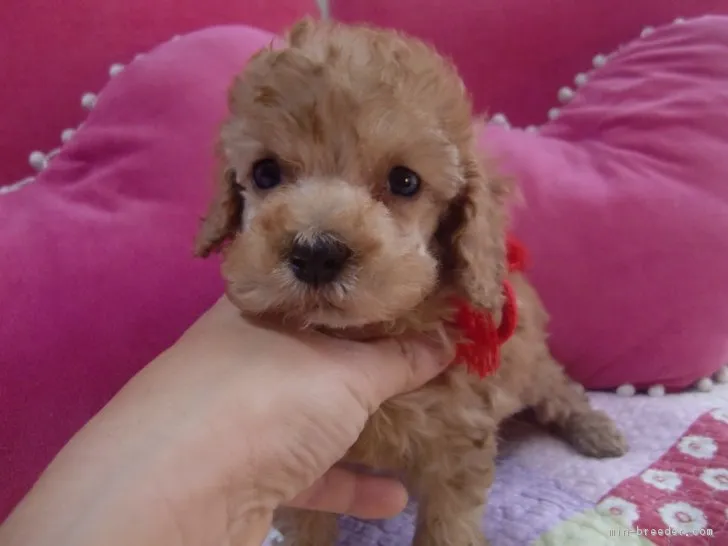 ID：1901-01557の子犬