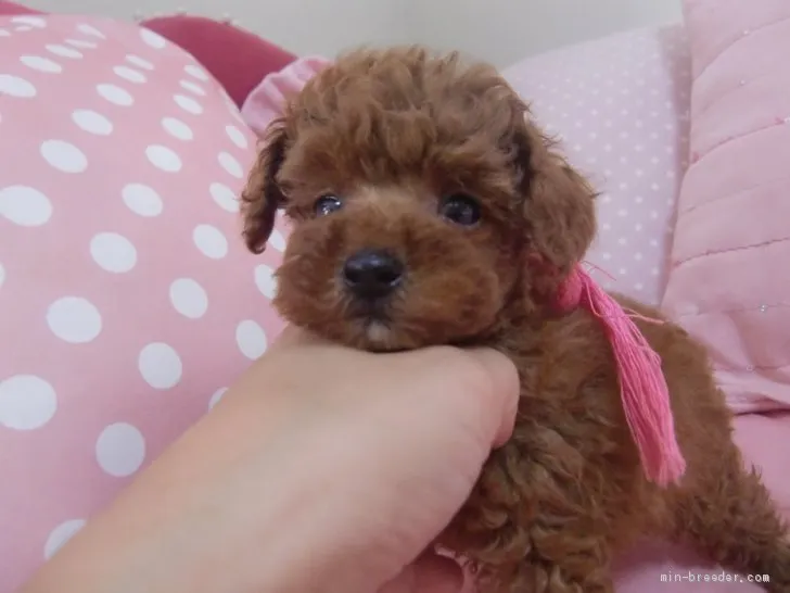 ID：2010-01282の子犬