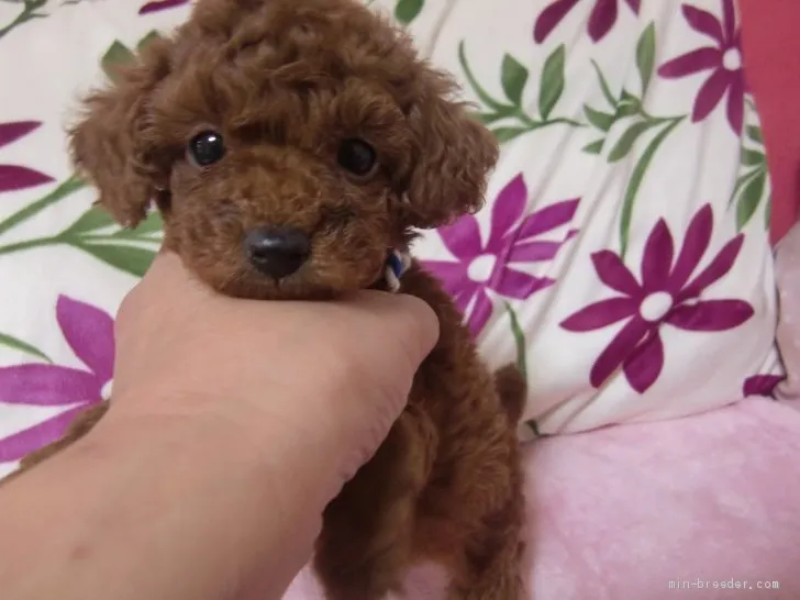 ID：2101-03173の子犬