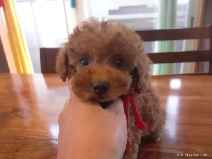 ID:2109-02238の子犬