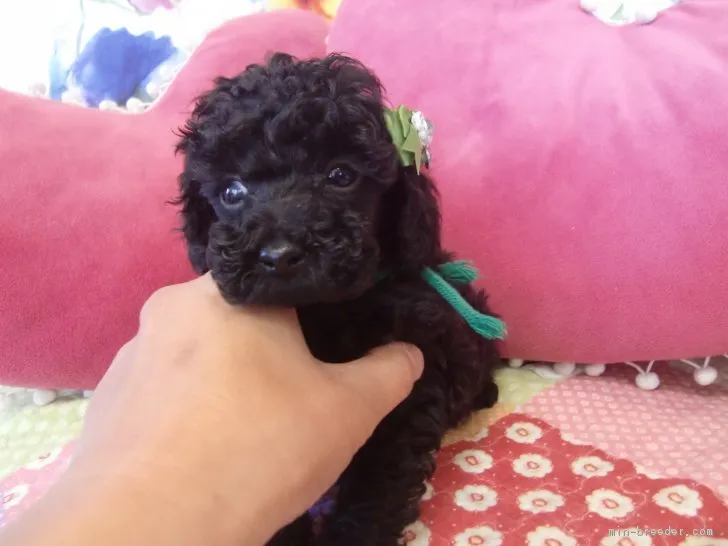 ID:1804-02066の子犬