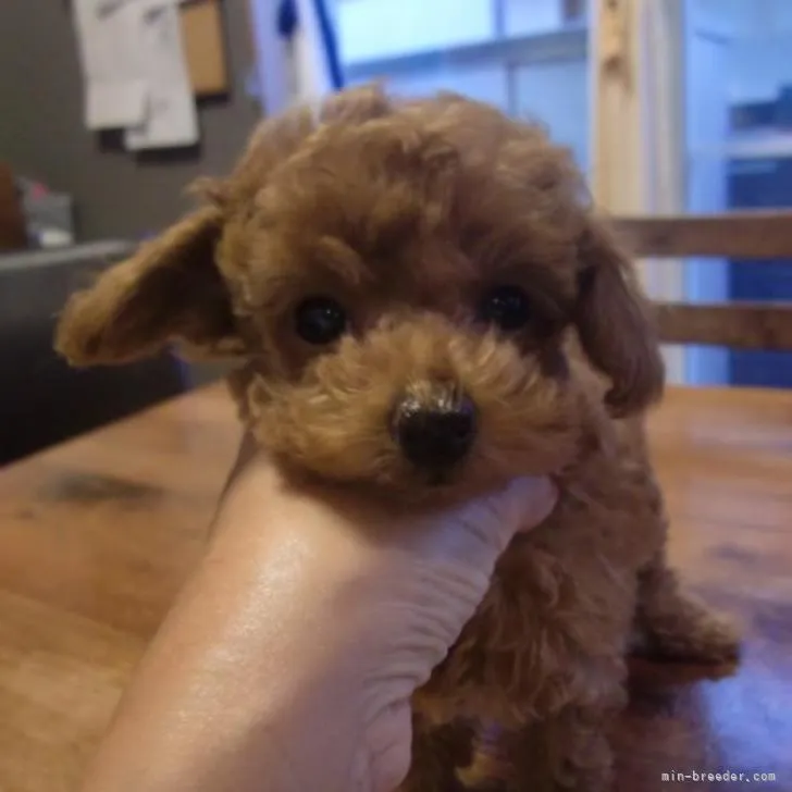 ID：2211-01775の子犬