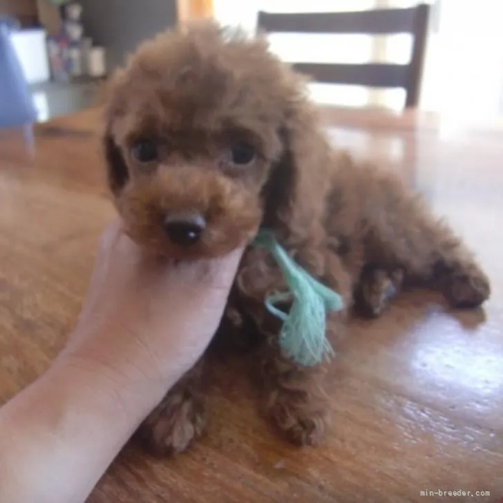 ID:2205-03569の子犬