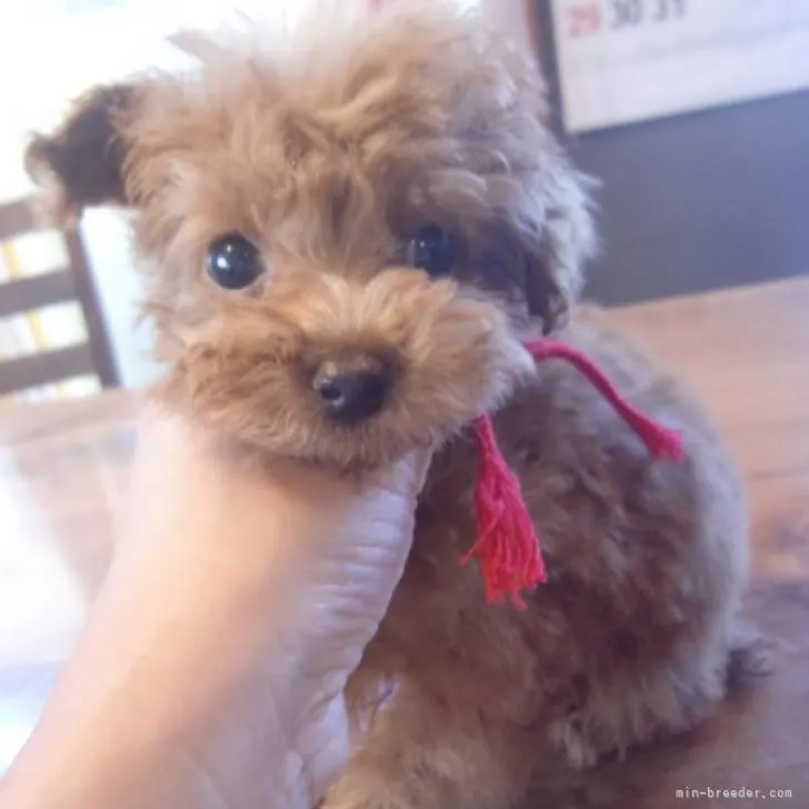 ID:2211-03529の子犬