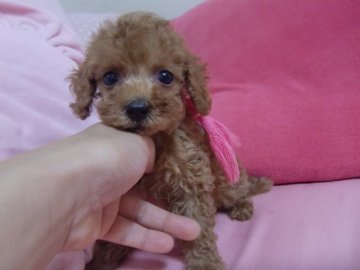 トイプードル(タイニー)【栃木県・女の子・2020年5月15日・レッド】の写真「優しい～目をしたおっとりさんです！」