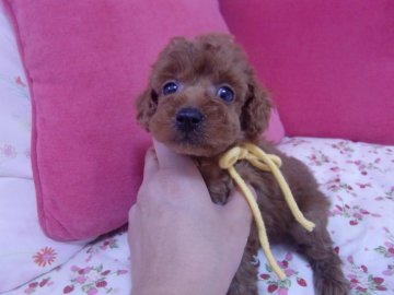 トイプードル(タイニー)【栃木県・男の子・2020年3月20日・レッド】の写真「とにかくかわいい～お顔になるかな？」