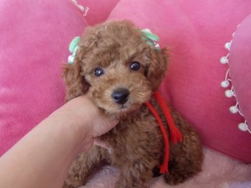トイプードル(タイニー)【栃木県・男の子・2019年1月16日・レッド】の写真「モコモコのかわいこちゃんです！」