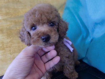 トイプードル(タイニー)【栃木県・女の子・2021年4月9日・レッド】の写真「とっても静かなおとなしい子です！」