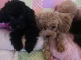 トイプードル(トイ)【栃木県・女の子・2017年4月18日・ブラック】の写真1「黒くてわかりずらいのですが、ブサかわいい～かな？」