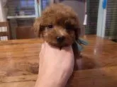 タイニープードル【栃木県・男の子・2021年12月11日・レッド】の写真3
