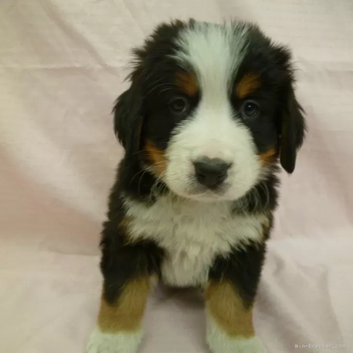 ID：2503-05027の子犬