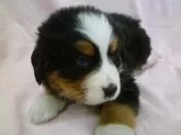 バーニーズ・マウンテン・ドッグ【千葉県・女の子・2024年12月14日・トライ】の写真2