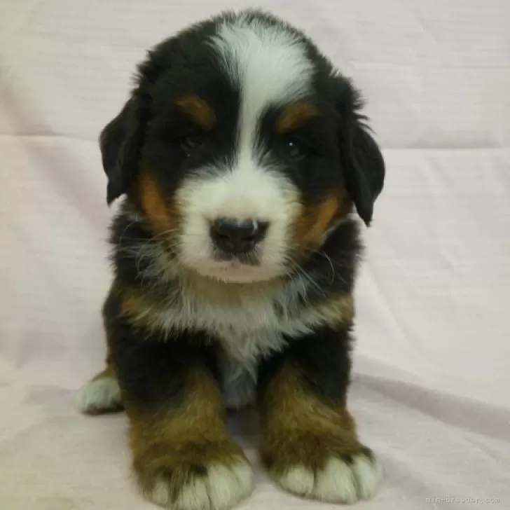 ID：2312-02079の子犬