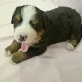 バーニーズ・マウンテン・ドッグ【千葉県・男の子・2024年4月14日・トライ】の写真1