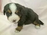 バーニーズ・マウンテン・ドッグ【千葉県・男の子・2024年4月14日・トライ】の写真3