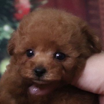 トイプードル(ティーカップ)【兵庫県・女の子・2025年10月10日・レッドフォーン】の写真「美人ちゃんすぎるお顔🩷」