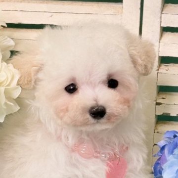 トイプードル(ティーカップ)【兵庫県・女の子・2025年4月12日・ホワイト】の写真「なちゃけない困り顔がたまらなくかわいい❤️」
