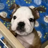 ブルドッグ