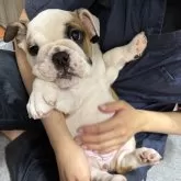 ブルドッグ