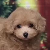 タイニープードル