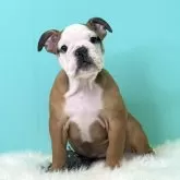 ブルドッグ