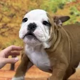 ブルドッグ