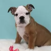 ブルドッグ