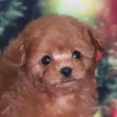 トイプードル(ティーカップ)