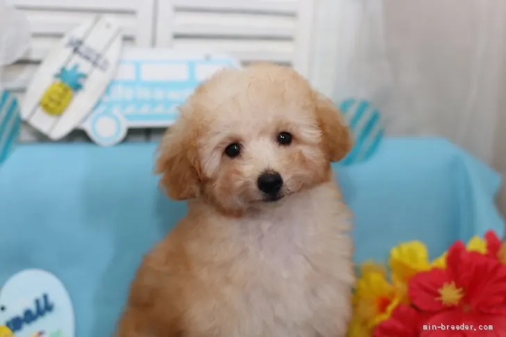 one 様のお迎えした子犬