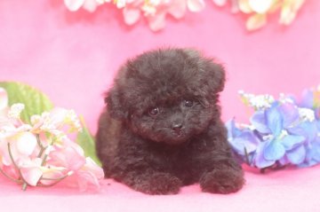 トイプードル(ティーカップ)【兵庫県・男の子・2019年4月5日・シルバー】の写真「マイクロサイズ予想の極小くんです♡」