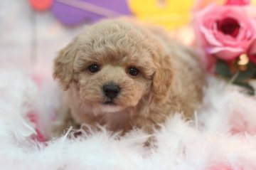 トイプードル(タイニー)【兵庫県・男の子・2017年3月20日・シャンパンゴールド】の写真「とっても美しいシャンパンゴールドの毛色です💗」