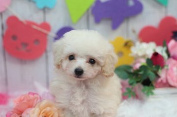 トイプードル(ティーカップ)【兵庫県・女の子・2016年12月25日・クリーム】の写真「小さな体ですが元気一杯です！！」