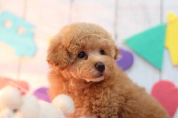 トイプードル(トイ)【兵庫県・女の子・2017年7月25日・クリーム】の写真「毛量が爆発的に多い女の子です❣️」