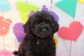 トイプードル(トイ)【兵庫県・女の子・2017年7月11日・ブラック】の写真「クルッとカールしたまつ毛がチャームポイントです❤️」