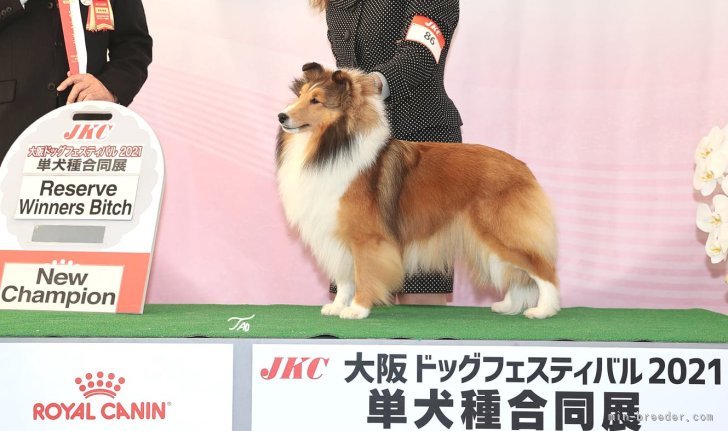 シェットランドシープドッグ【・女の子・2019年2月10日・セーブル&amp;ホワイト】「JKCチャンピオン♪」