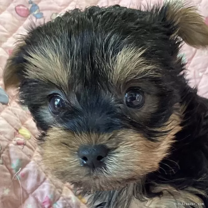 ヨークシャーテリア【福島県・男の子・2025年10月6日・スティールブルー&amp;タン】の写真1